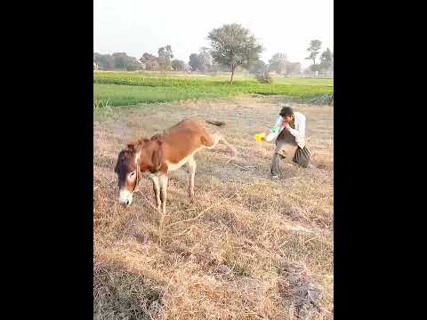 Prank with donkey animal funny video #shorts