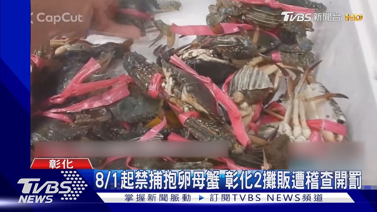 8/1起禁捕抱卵母蟹 彰化2攤販遭稽查開罰