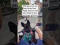 Frenchie Riding A Scooter In Hanoi Frenchie Hanoi Vietnam Dogsofyoutube