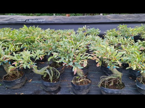 Ngày 09/05. Mai Đế Quái, Mai Gốc Nhớt Già Mùa Hàng Tuyển Chọn Giá Dễ Chơi. ☎ 0987500749