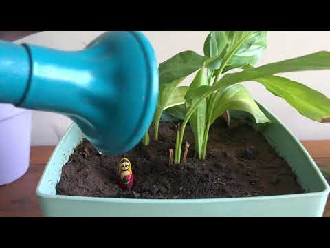 Você colhe o que planta