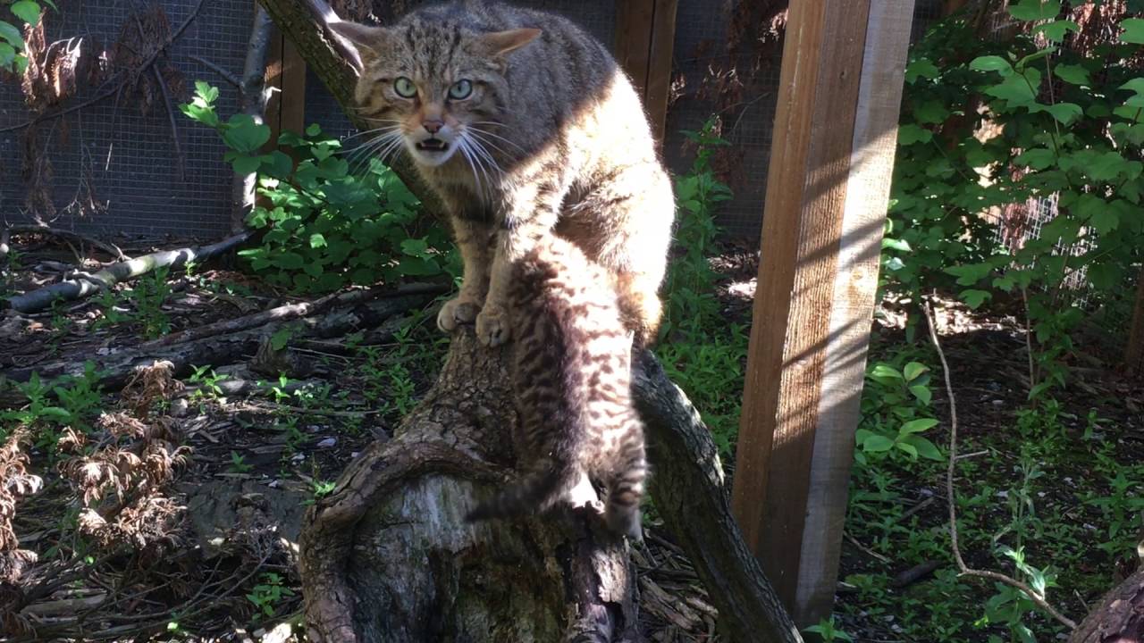 Дикая шотландская кошка с котенком