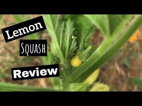 Heirloom Summer Squashes | Lemon Squash | Yellow Pattypan Squash | Best Seed Company