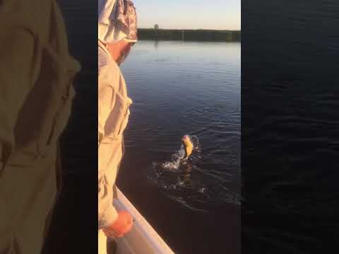 Fly Fishing Rio Parana Golden Dorado Argentina