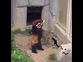 Red Panda gets mugged lol
