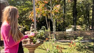 Belinda’s Dream Rose #rosegarden #southerngarden
