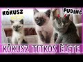 $ KÓKUSZ TITKOS ÉLETE $ $ KÓKUSZ TITKOS ÉLETE $
