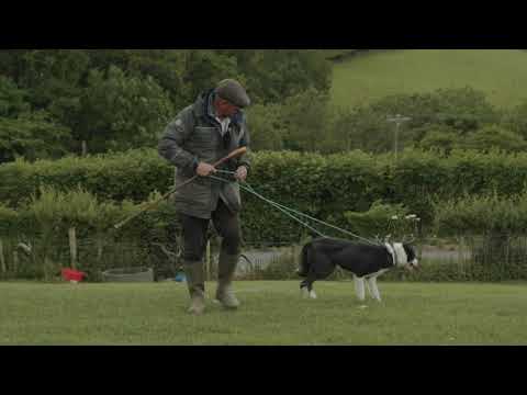 Immersive farm tour - Sheepdog working with sheep 🐑