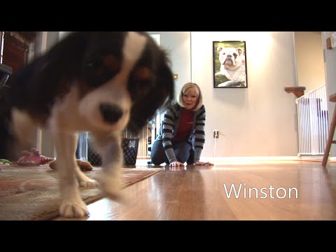 Dog Training