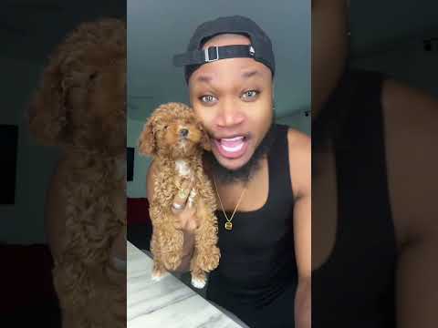 This is the last one I promise #poodle #puppy #viral