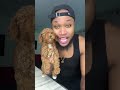 This Is The Last One I Promise Poodle Puppy Viral