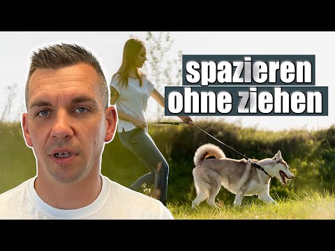 Leinenführigkeit - mit diesem "Geheimtipp" klappt es sicher!