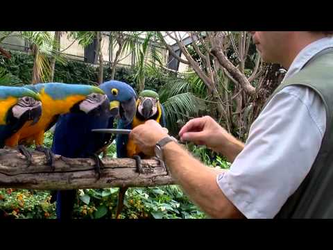 Papegøjetræning med farvebat