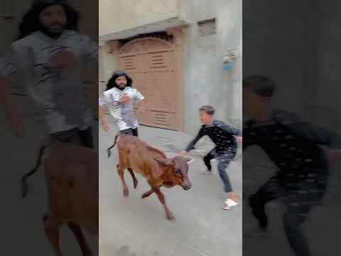 Biggest cow of the world❤️😍😱bhag gai cow #ytshorts #cow #bullfarm #bakraeid #animals #bull