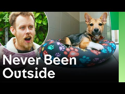This Puppy Has Never Been Outside Before | The Dog House 🐶