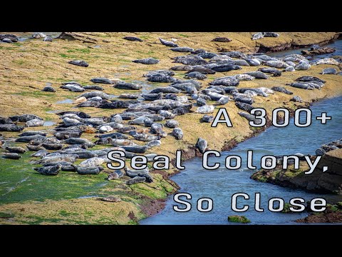 📍 Seals of Ravenscar – A Wildlife Photography Adventure 🦭📸