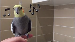 Dominic's Screm Song