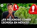 ¡Lechuga mexicana es culpable de la diarrea explosiva en EU! ¿Existe riesgo de contagio en México?