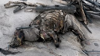 Pyroklastischer Strom tötet eine Kuh