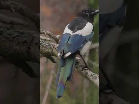 Cousin of the raven,  the Magpie , So Smart!!! #birds  #magpies #bird
