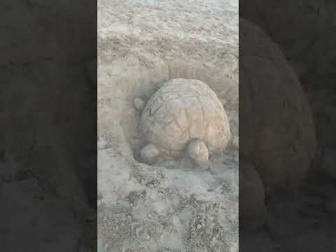 A sand turtle 🐢 statue in Al Khan Sea beach Sharjah UAE