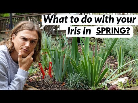 Iris Spring Clean Up for German Bearded Iris Germanic