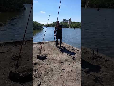 10 abril 2026 - Ensenada - Río Santiago - Bogas y doradillos más bonus track... antes del puente.