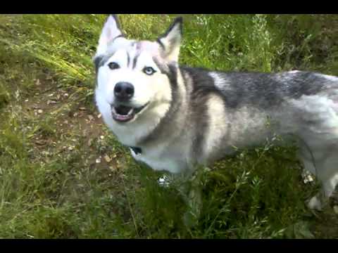 Vesta the husky says "Awrraooooo"