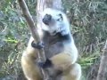 Madagascar People Country And Culture