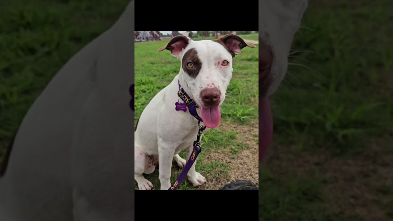 Enlarge Nellie, a Adoptable mixed breed in Lubbock, TX video 6/6