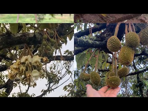 Durian Flowers - Durian Plants From my Farm - Yummy Cooking Vlogs