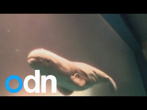 Камера заснема раждането на кит