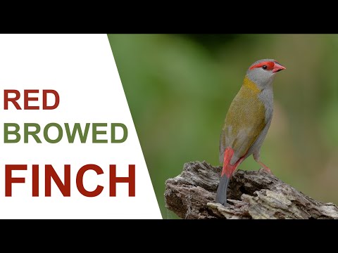 image-What does a red browed finch look like?