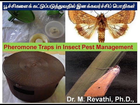 Industrial Spray Silver Fish Pest Control Services