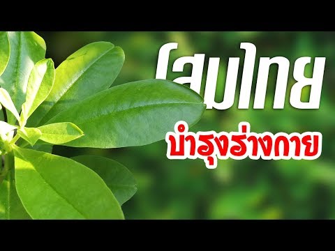 การฝังเข็มและความอ่อนแอ ยาเพื่อเพิ่มความแข็งแรงในทันทีหญิง