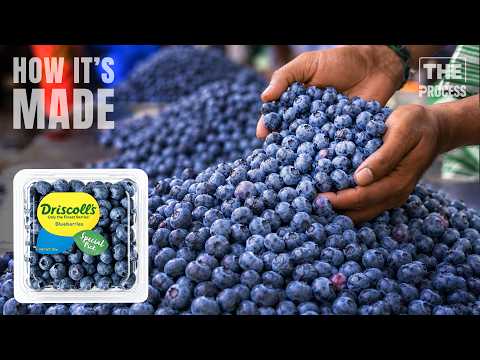 How Blueberries Are Farmed - The Fruit Nobody Could Grow