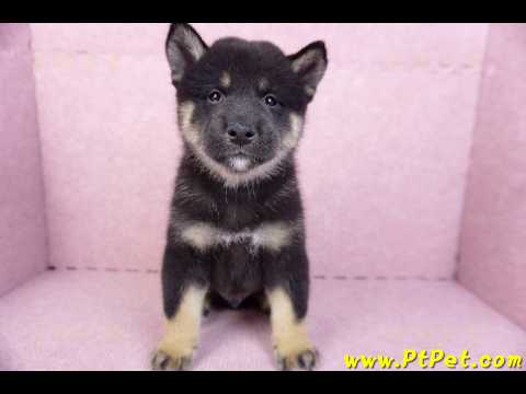 10/15黑色柴犬公幼犬