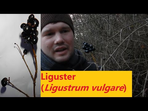 Kleines Waldlexikon (10) - Liguster (Ligustrum vulgare)