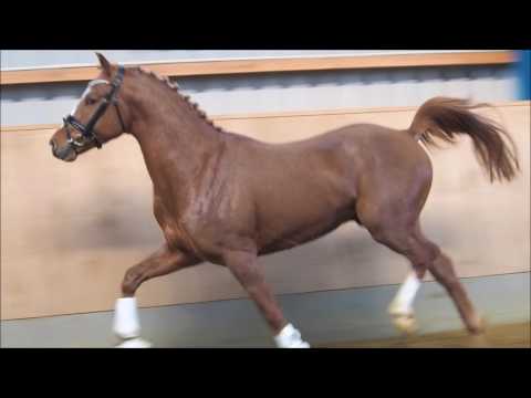 3j Wallach v. Cockney Cracker