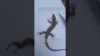 you better ask me to dance #lizard #dance #pov