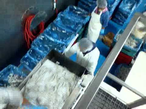 Loligo squid process 2