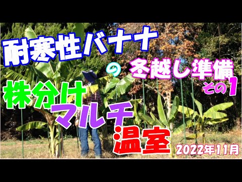 バナナの木を寒さに耐えて越冬させるための役立つヒントはありますか?  庭園