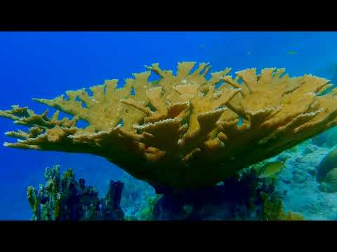 25 Multiple C - scuba diving video