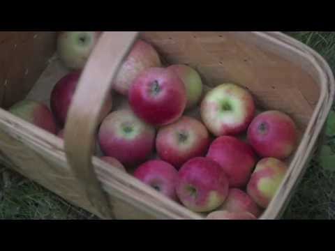 Äppelmust - egen hållbar pastöriserad äppelmust - så här gör du