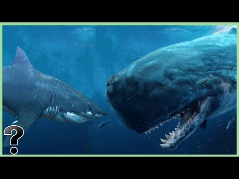What If A Megalodon Shark Fought The Livyatan?