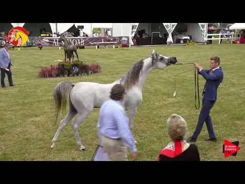 N.31 D MASHJI - ELRAN CUP 2019 - Colts 2 years old (Class 6)