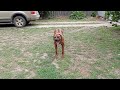 Disputing Senseless Commands - Typical Rhodesian Ridgeback