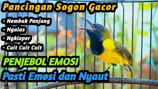 Download lagu CUITAN SOGON GACOR PENJEBOL EMOSI SOGON TROTOL NGERIWIK SAJA BIAR CEPAT NGKLEPER NEMBAK PANJANG mp3 Download lagu CUITAN SOGON GACOR PENJEBOL EMOSI SOGON TROTOL NGERIWIK SAJA BIAR CEPAT NGKLEPER NEMBAK PANJANG mp3