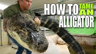 HOW TO TAME A HUGE ALLIGATOR!!! Brian Barczyk by Brian Barczyk