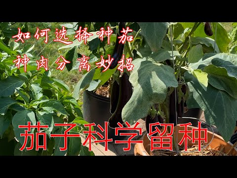 , title : '【渔耕笔记】茄子如何科学留种？茄子高效留种全介绍 How To Save Eggplant Seeds'
